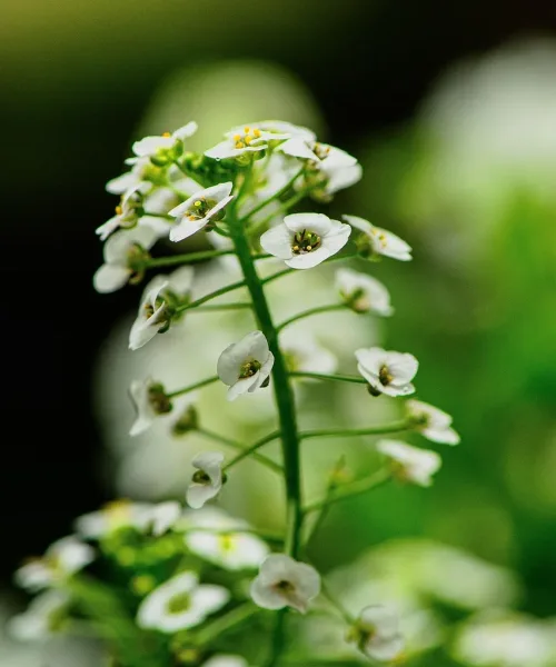 flower, plant, petals, alyssum, bloom, wildlife, nature, closeup, flora, fauna, flower background, beautiful flowers, silverweed, seacress, flower wallpaper, bush, shrub